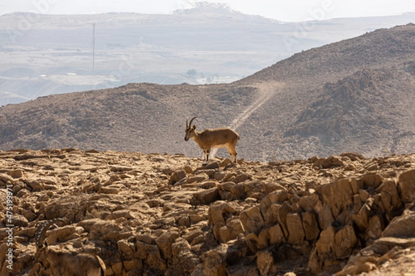 Obraz deer in the mountains