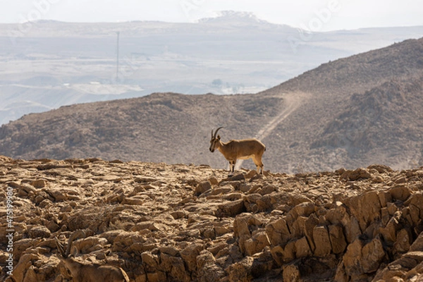 Obraz deer in the mountains