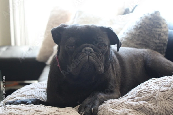 Obraz Black Pug Dog Puppy