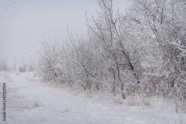 Obraz trees in the snow