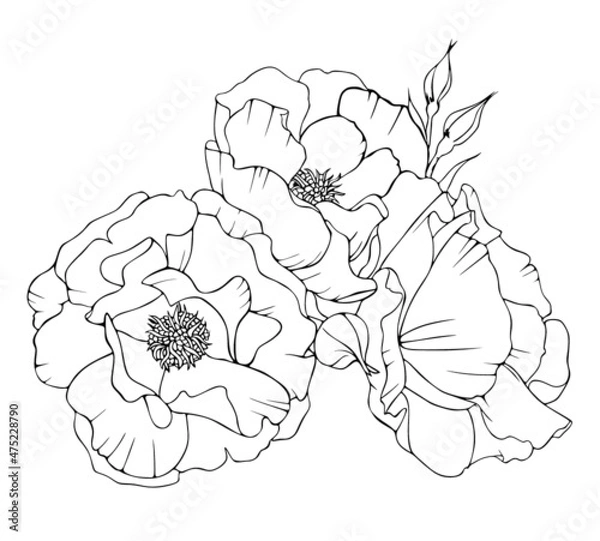 Fototapeta Bouquet of roses for design and decoration. Vector black and white isolated art line drawing.
