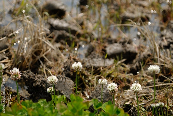 Obraz 春が訪れ、耕された水田の畔に咲くシロツメ草
