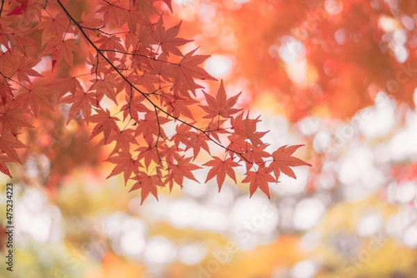 Fototapeta 단풍잎