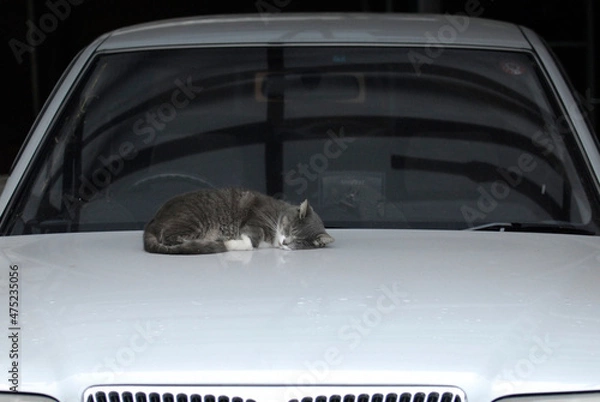 Obraz 値段にお構いなく高級車の上で寝る猫