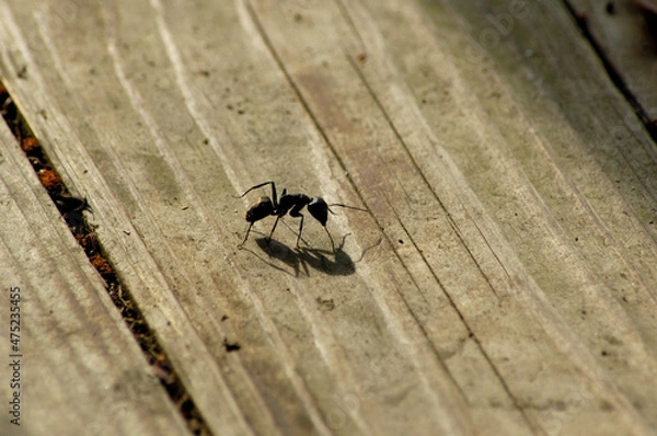 Obraz 暑い夏、自分の影を見つめる蟻