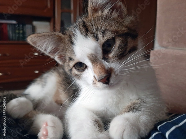 Obraz cat on the bed