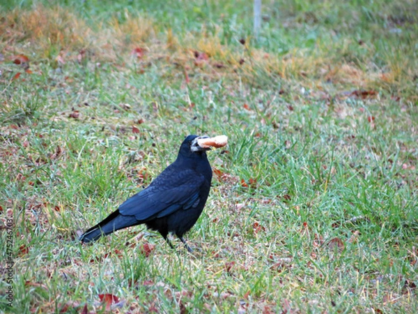 Obraz bird on a grass