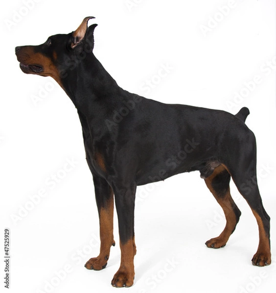 Fototapeta doberman on white background