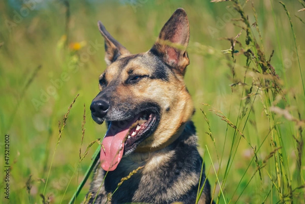 Obraz the dog is sitting by smiling in the sun