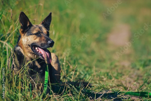 Obraz the dog lies in the grass in the summer heat