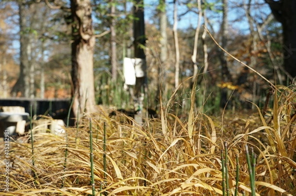 Fototapeta ⒒月、秋の軽井沢へ行ってきました、紅葉の葉も散り町は冬の準備中、