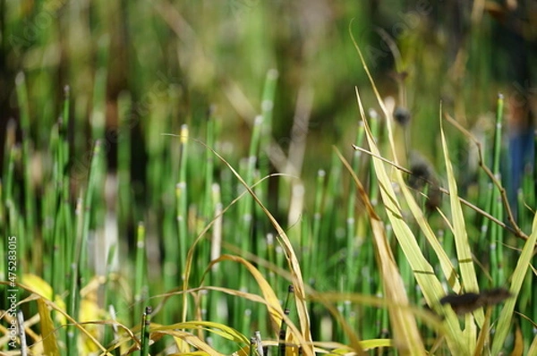 Obraz ⒒月、秋の軽井沢へ行ってきました、紅葉の葉も散り町は冬の準備中、