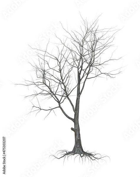 Fototapeta A withered tree without foliage. On white background.