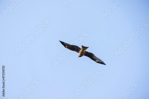 Obraz 大空を悠々と飛ぶトンビ