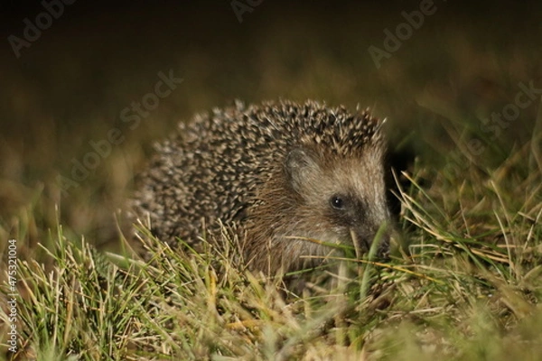 Obraz Igel / Erinaceidae