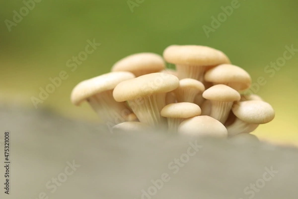 Obraz Lungenseitlinge 