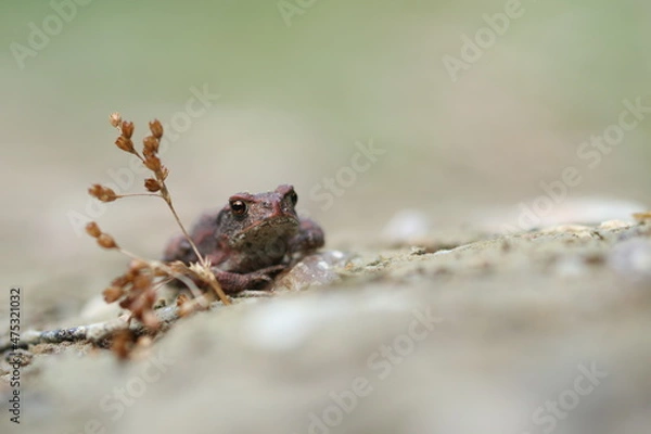 Obraz Erdkröte (Jungtier) / bufo bufo 