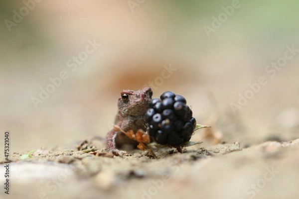 Obraz Erdkröte Jungtier 