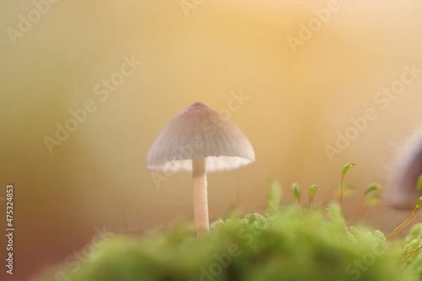 Obraz Helmling / Pilze