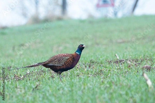 Obraz Jagdfasan / Fasan