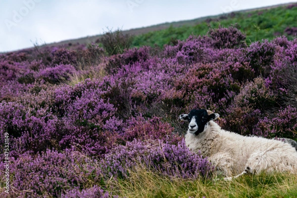 Obraz Black and white sheep sitting in heather flowers, beautiful scenery with sheep in purple heather bushes on hillside in Peak District National Park