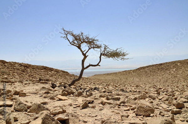 Obraz Alone acacia tree in Judea desert.