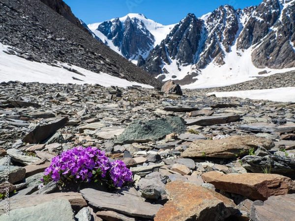 Fototapeta Alpine purple flowers bloom against the backdrop of high snow-capped mountains and glaciers. Harsh nature of the highlands background. Alpine highlands. Blooming meadow of the highlands.