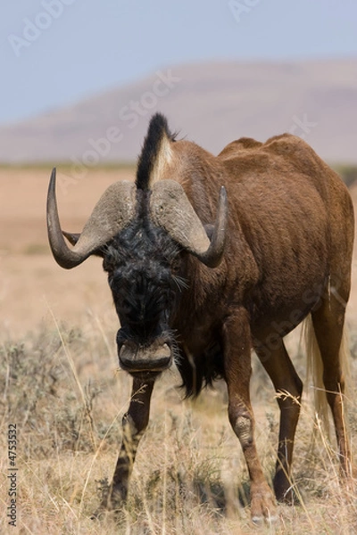 Obraz Black Wildebeest
