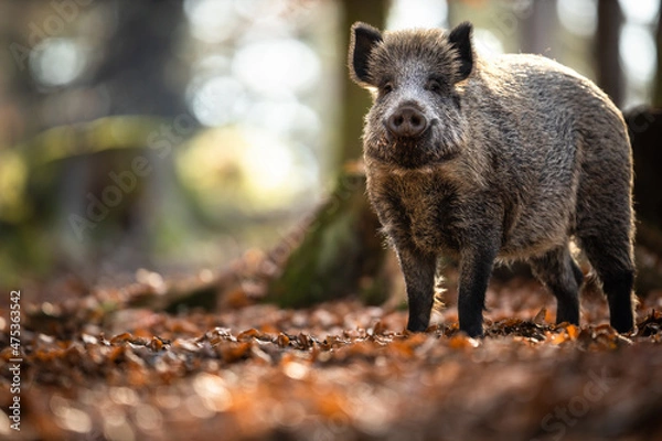 Fototapeta  Wild Boar Or Sus Scrofa, Also Known As The Wild Swine, Eurasian Wild Pig