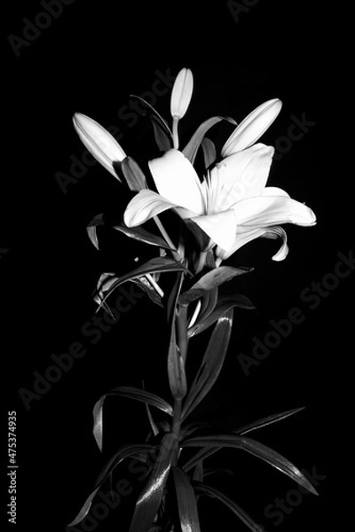 Obraz white lily flower
