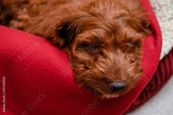 Fototapeta Cute Cockapoo puppy resting in bed at home after a long day