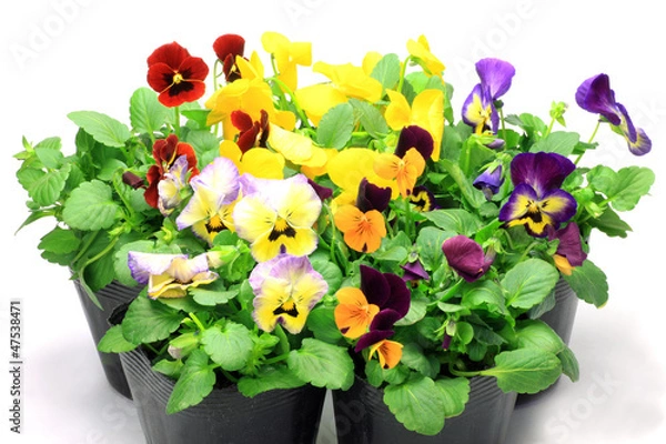 Fototapeta pansy and viola