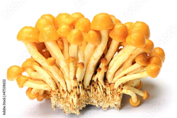 Obraz nameko mushrooms