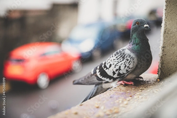 Fototapeta Closeup shot of a pigeon on a window ledge