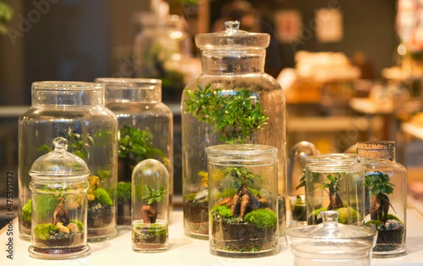Obraz Plants store. A shop window full with a lot of bonsai plants in different sizes.
