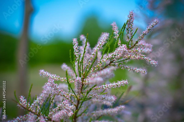 Fototapeta Branch of a pink Tamarix blooming on a turquoise background