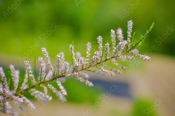 Fototapeta Branch of a pink Tamarix blooming on a turquoise background