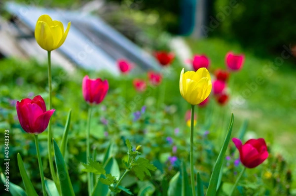 Fototapeta Red and yellow tulips in the spring garden