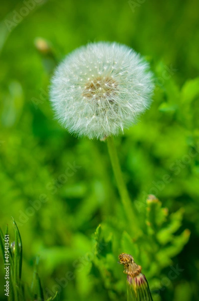 Fototapeta Round dandelion with white down on the field