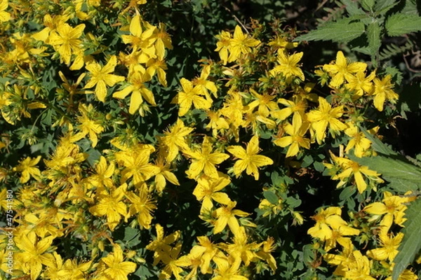 Fototapeta Millepertuis