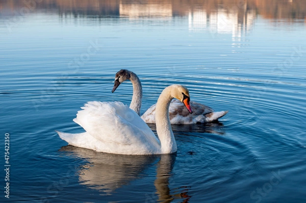 Fototapeta white swans group on the lake swim well under the bright sun