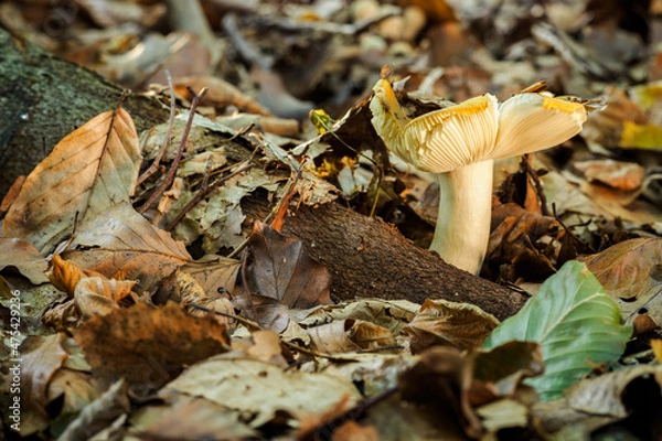 Fototapeta Lonely mushroom in the forest in the leaves.