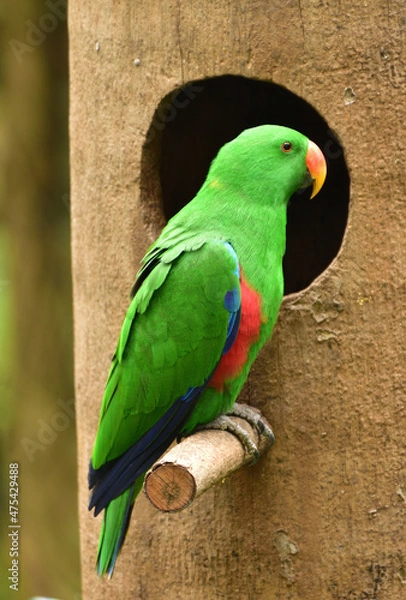 Fototapeta Male Eclectus roratus, The eclectus parrot relaxing in his nest in the conservation forest