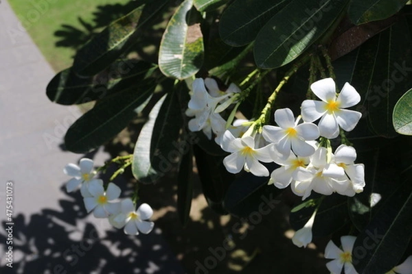 Obraz ベトナムの南国の花プルメリアの写真です。