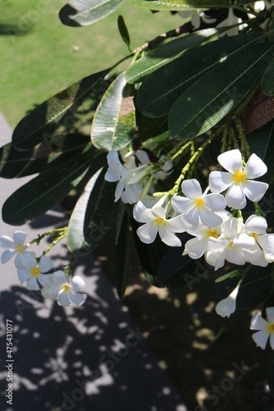 Obraz 南国の花プルメリアの写真です。