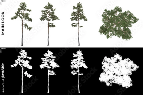 Fototapeta 3D Rendering of Front, Left and Top view of Generic Trees with alpha mask to cutout and PNG editing. Forest and Nature Compositing.	
