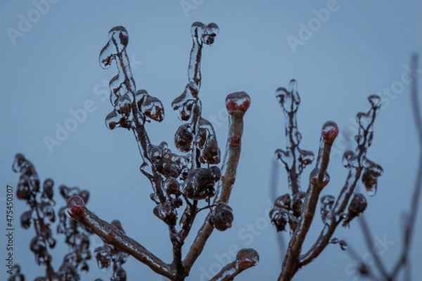 Obraz tree branches covered in ice