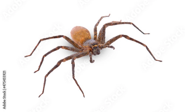 Obraz Brown spider on white background