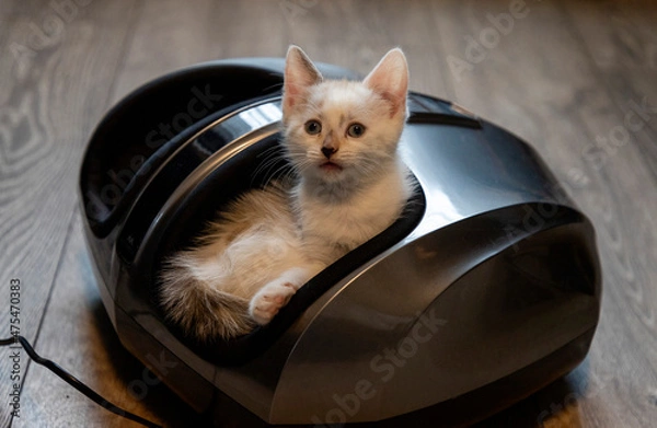 Obraz Little white kitten playing in leg mascot