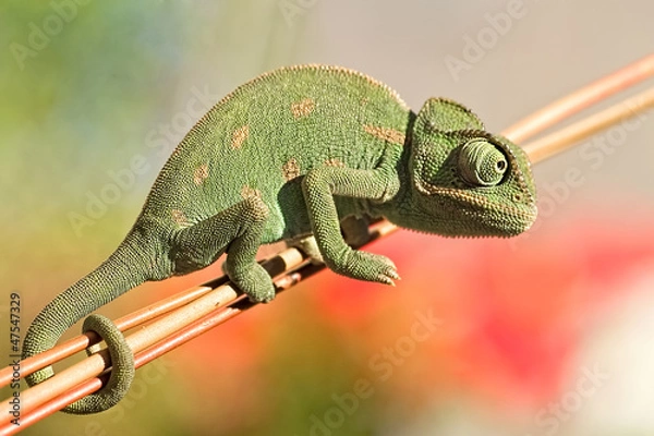 Obraz Chameleon